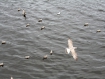 eng_keld_058